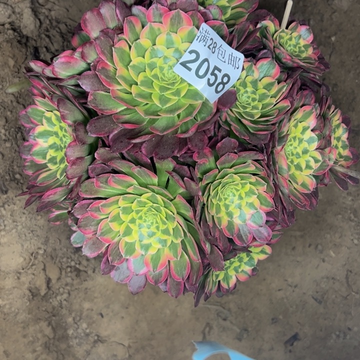 2058朝霞多肉植物