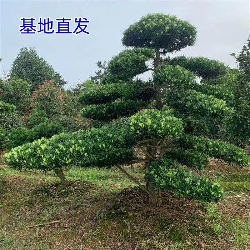 造型罗汉松  一物一拍  四季常青
