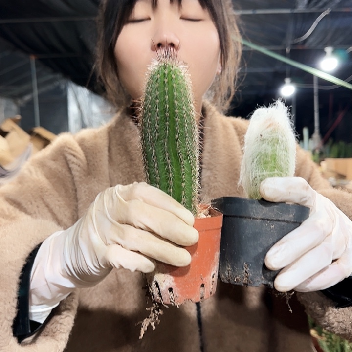 鹿角柱+幻乐11111111