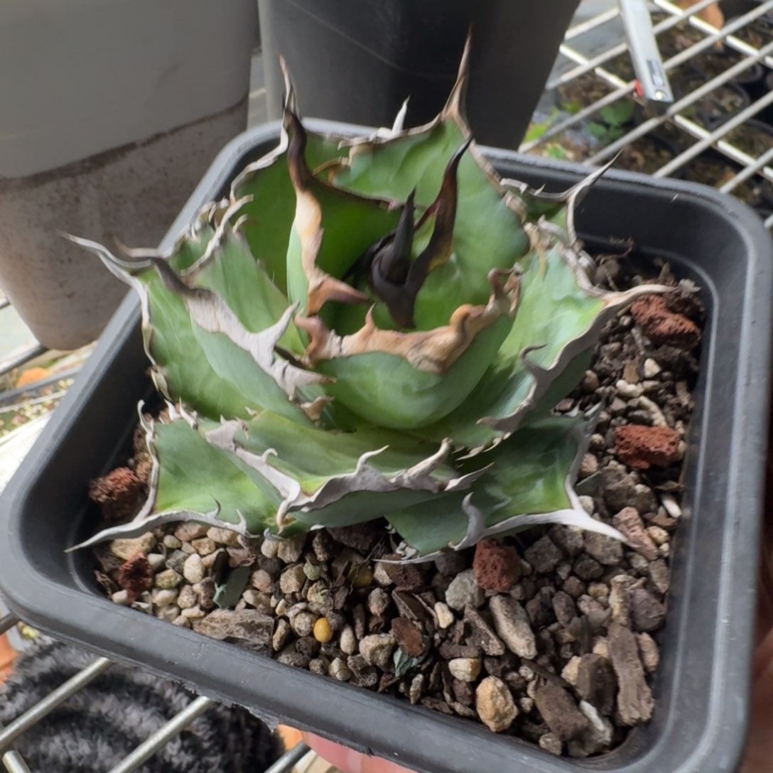 熊***熊完全开放龙舌兰仁王冠黑帝斯