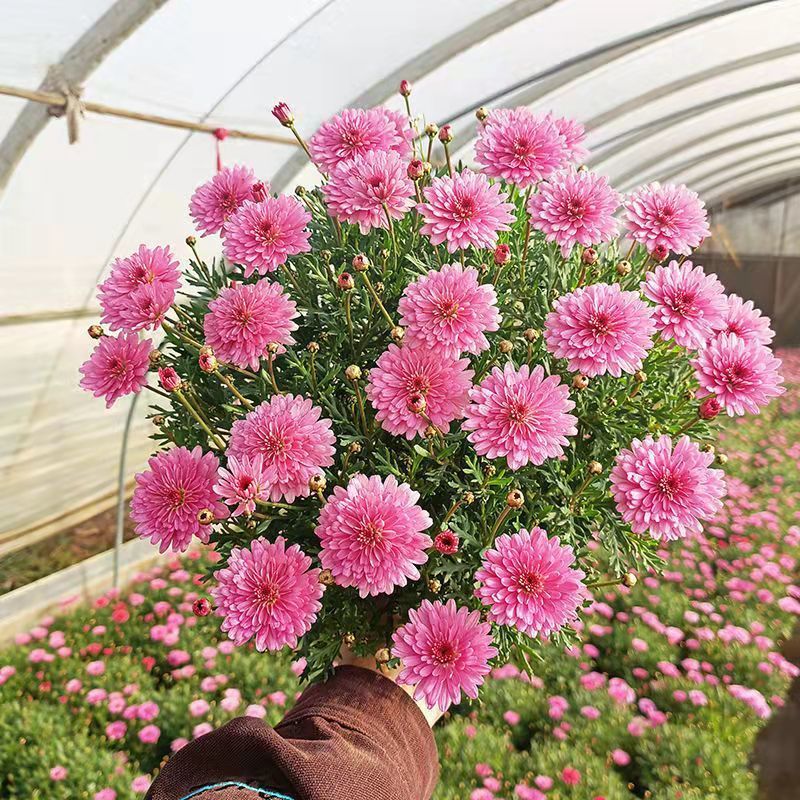 三【小盆玛格丽特】四季开花爆花机器小雏菊盆栽花卉阳台庭院可种