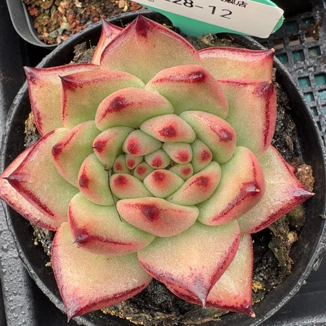 从前慢花园多肉编号1228-12