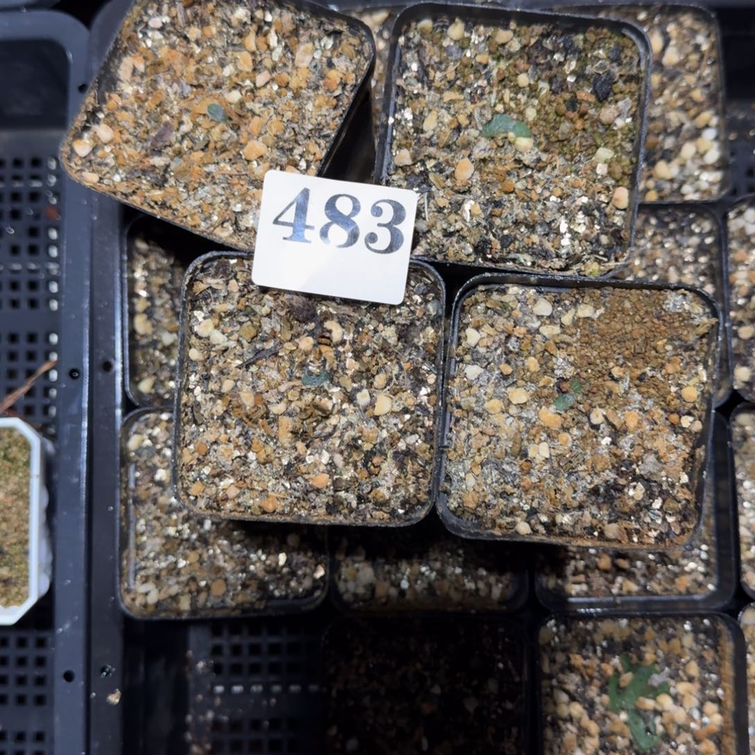 干****毛叶石蒜多肉植物