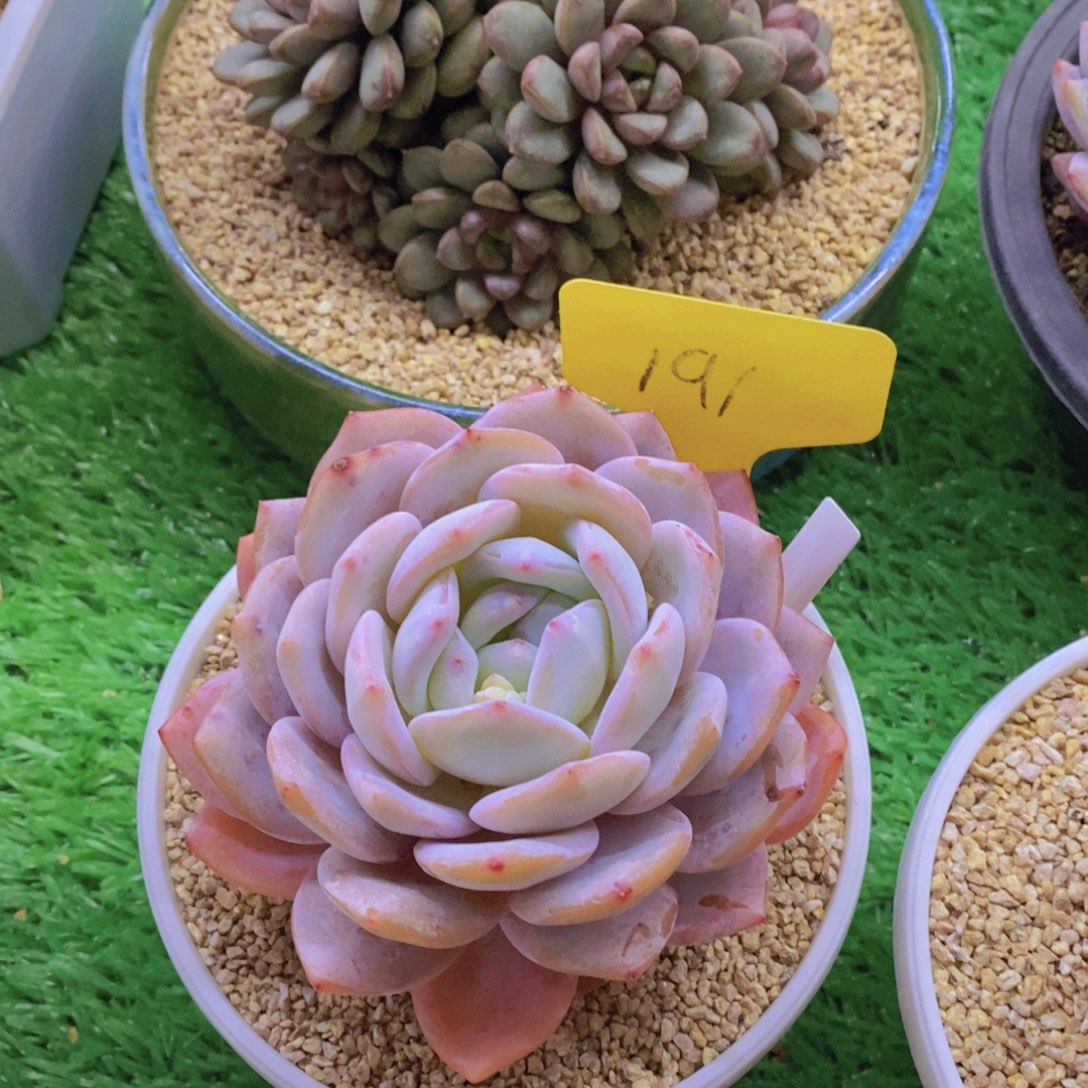 四****开开心多肉植物多肉