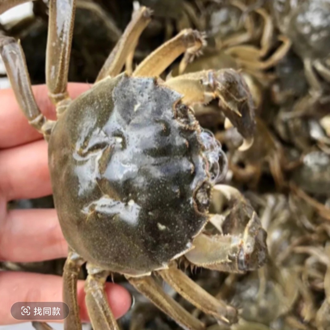 【顺丰包邮】活蟹18只+送免费试吃2只（20只）海鲜