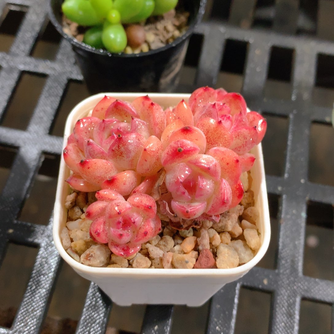 肉萌萌拇指盆精控多肉ZK432