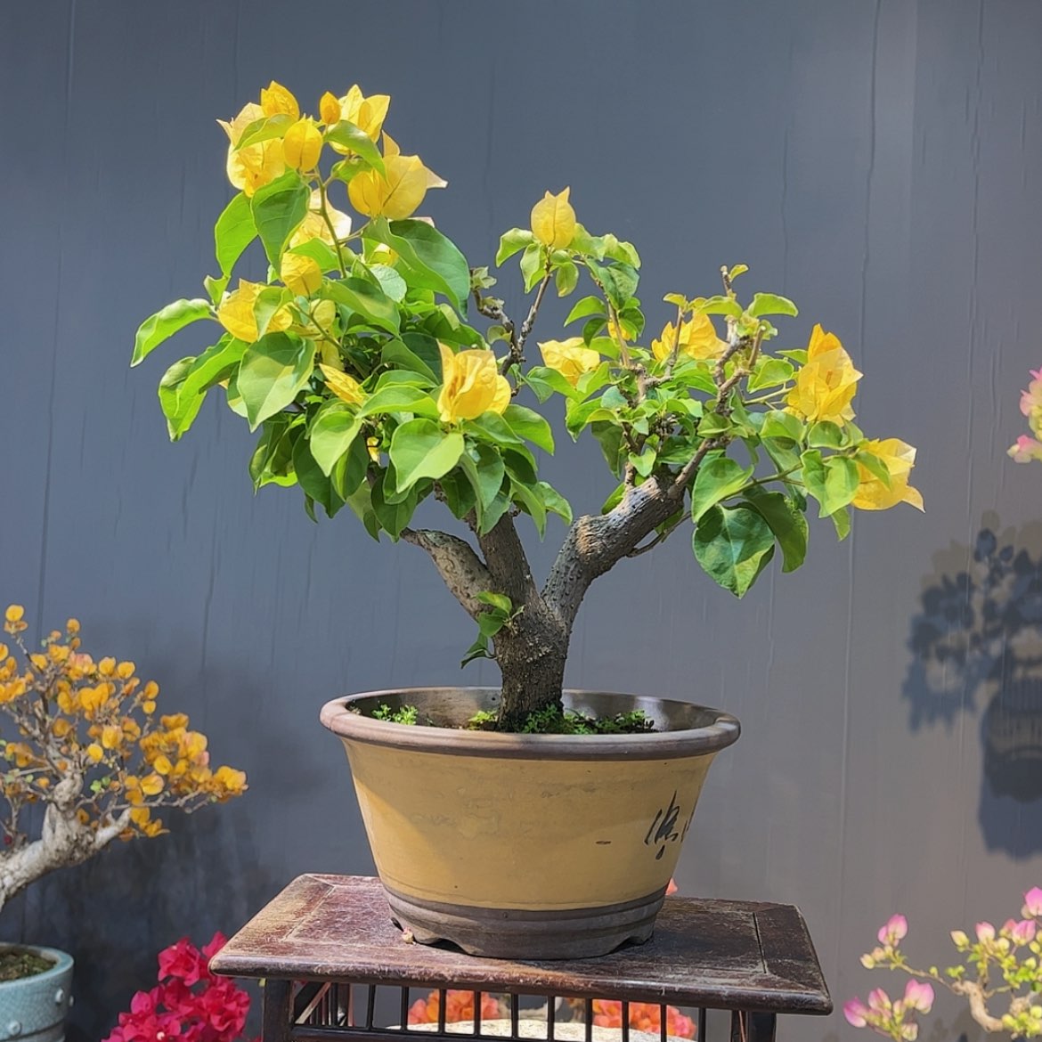 【闪购商品】完全开放用****3