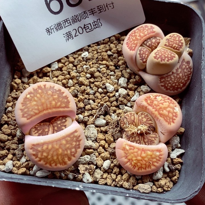 我是一只小小鸟地域鬼681