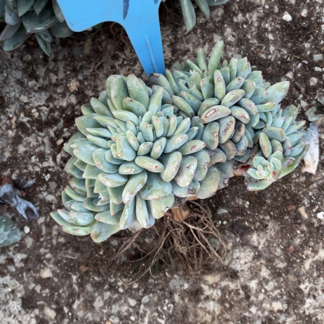 97号星影缀化多头