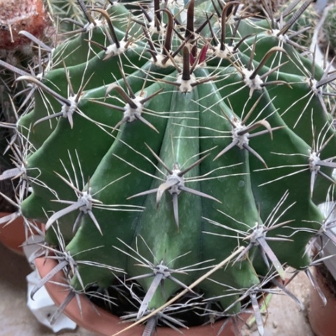 超大久久玉仙人球70米仙人球