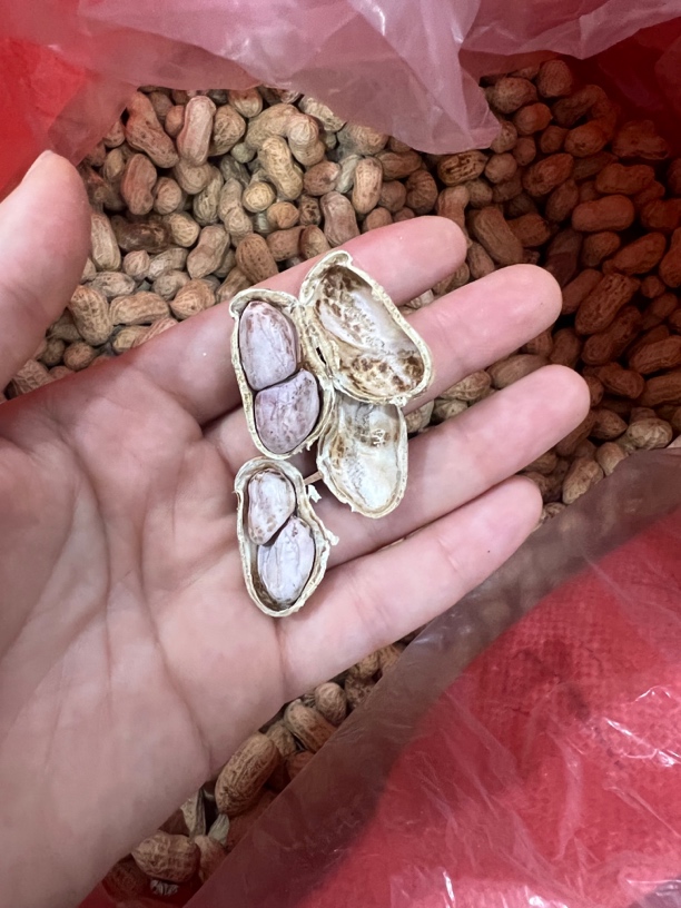 林粦推荐水煮日晒花生