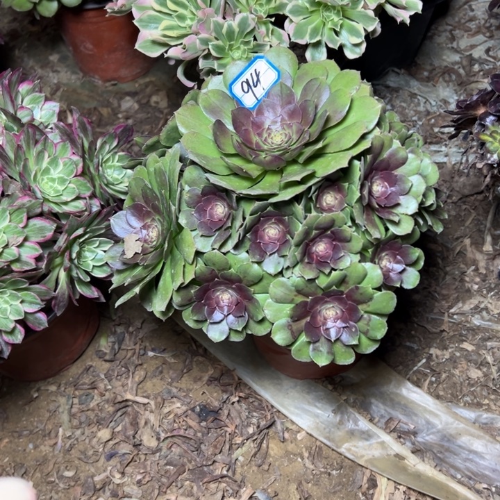 多肉植物沙拉碗94