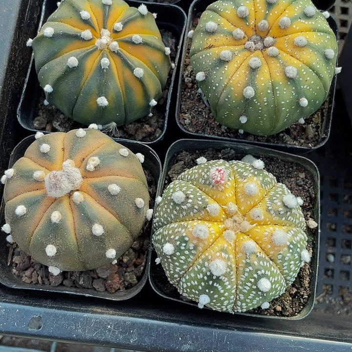 星兜锦5.8带盆土