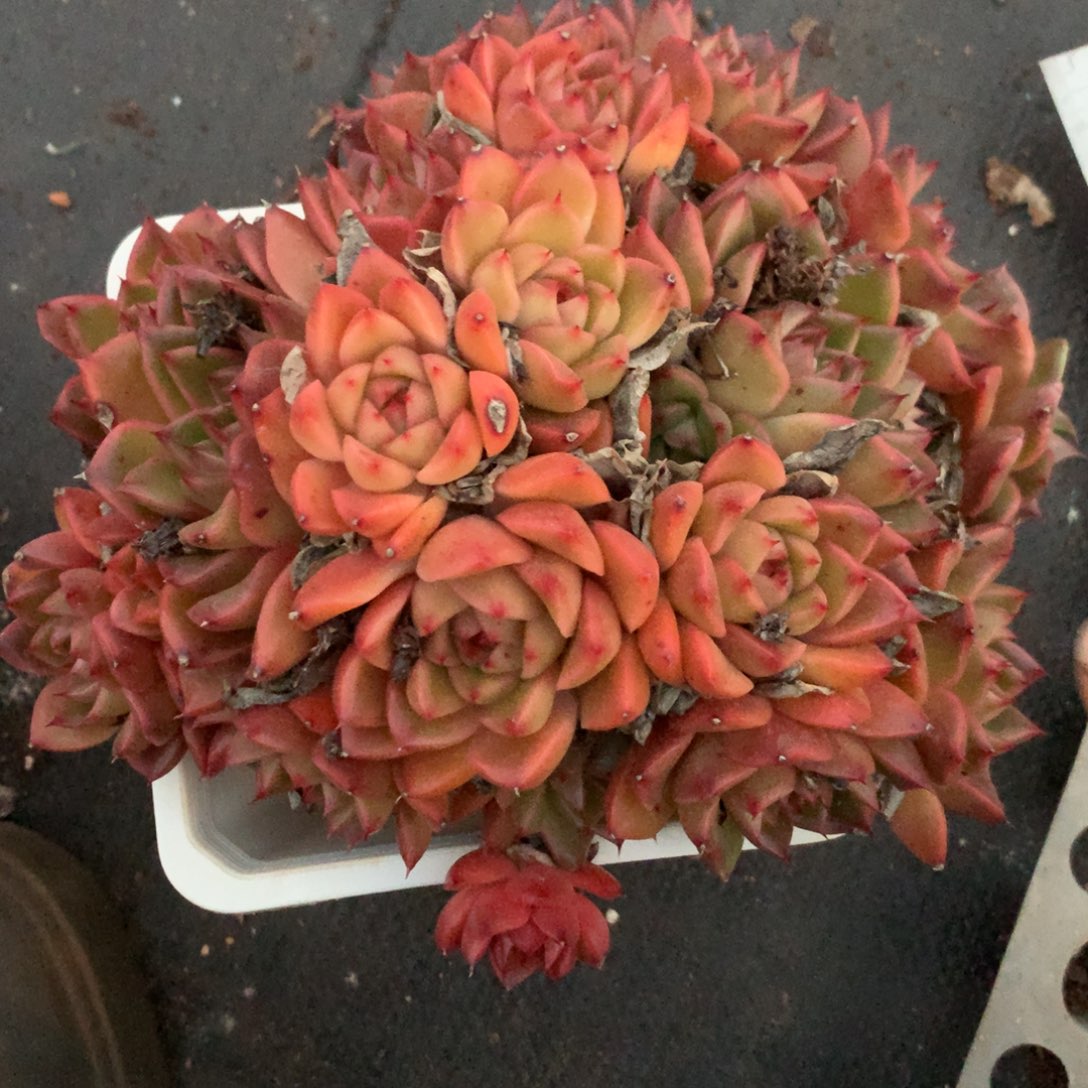 8663杂交多肉植物