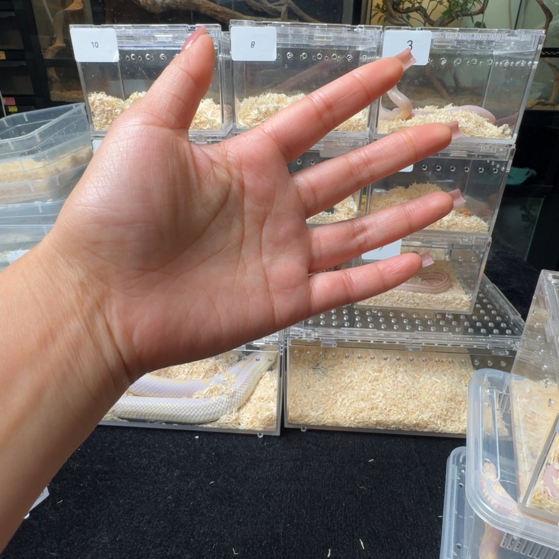 雨林蝎精品黑白王蛇