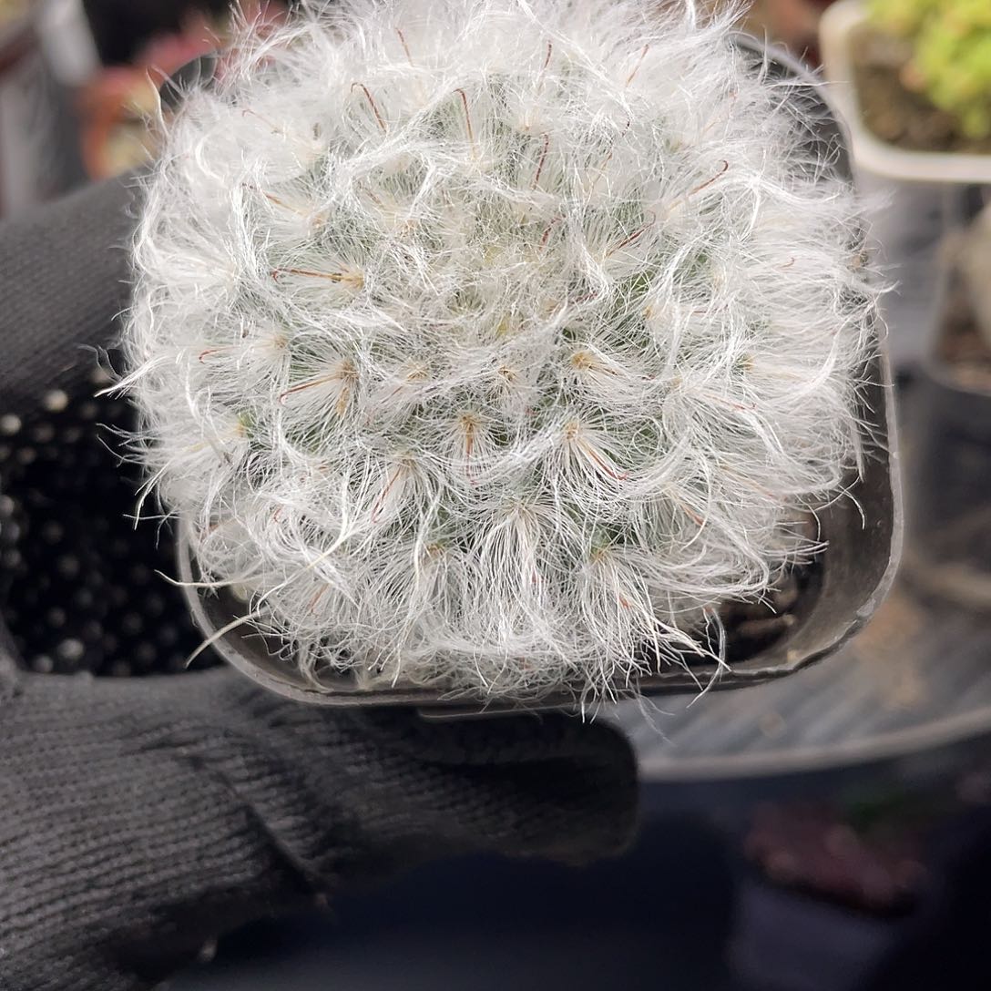 268白云高砂（满18元包邮）