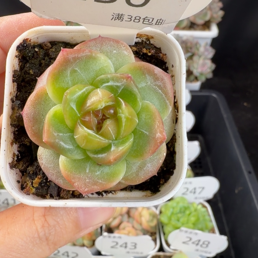 新品孤品珍妮250号一颗