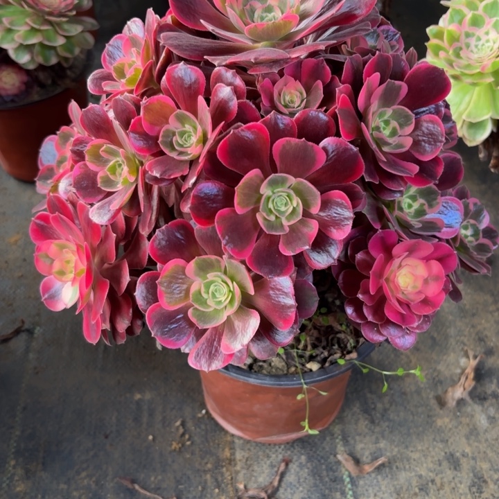 瑞妈，，。。。335美杜莎，