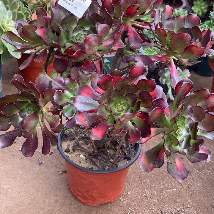 861黑圆叶多肉植物特价