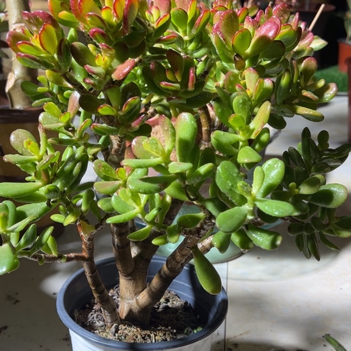 马*F95招财猫脱土发货