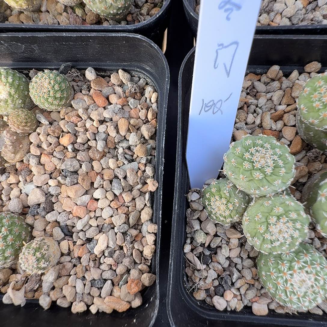 寒***梦多头菊水1颗花花花