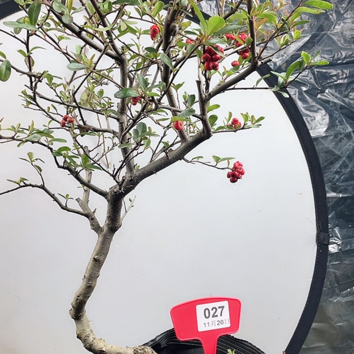 【闪购商品】无花朵027