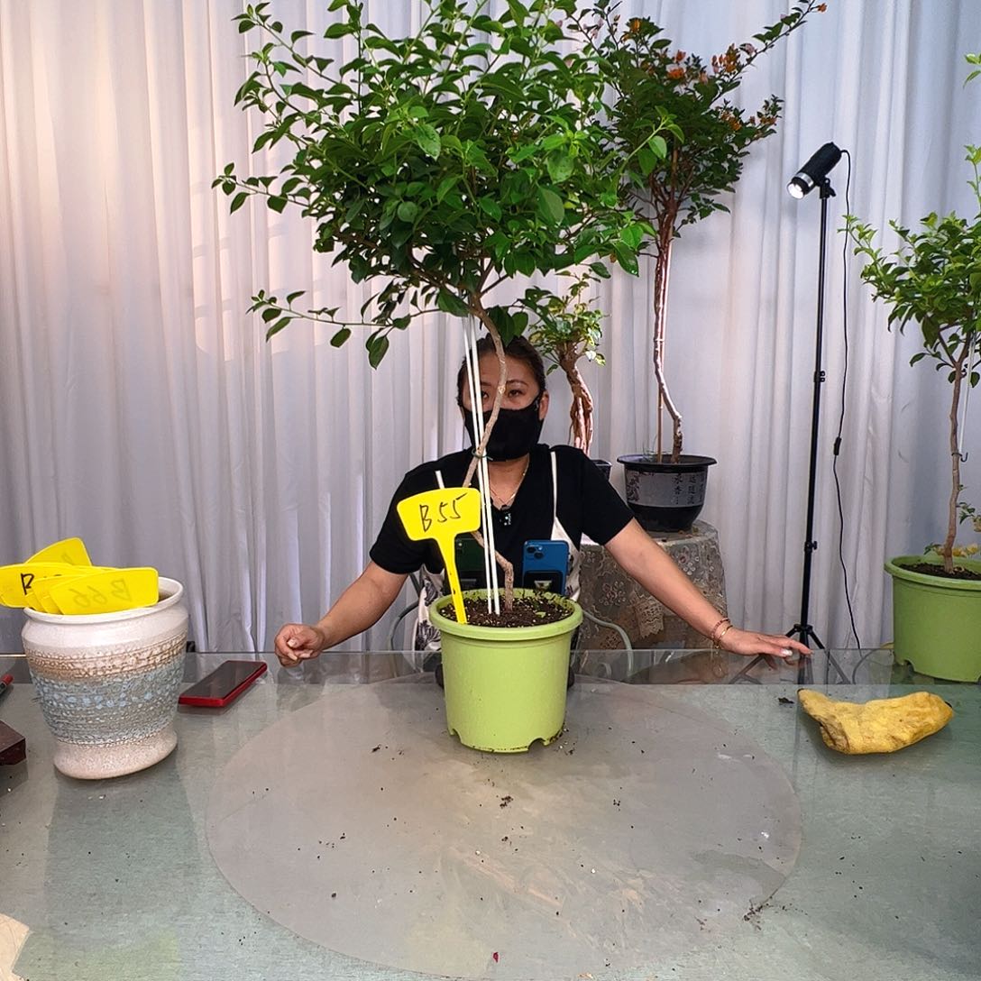 当前无花栽培后可以开花幸*B55卡亚塔