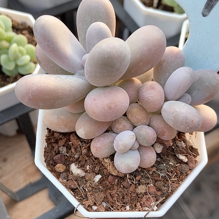 多肉植物蛋黄奶2154多肉