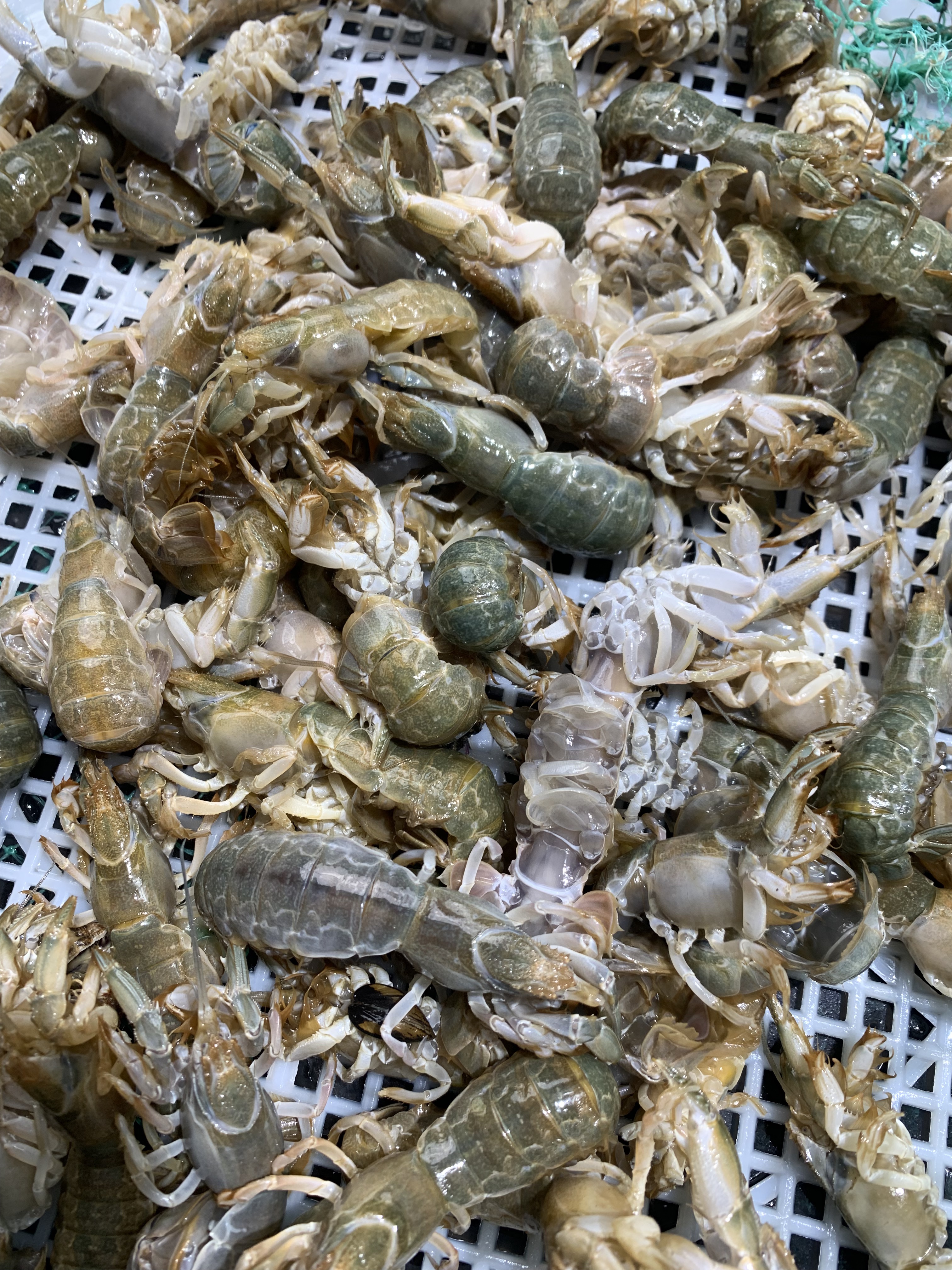 大连当地泸沽虾保鲜不保活  顺丰发货