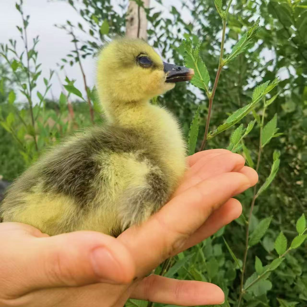 灰色  宠物  到手15只  包邮