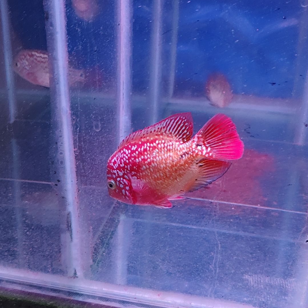 罗汉鱼鱼11111111111