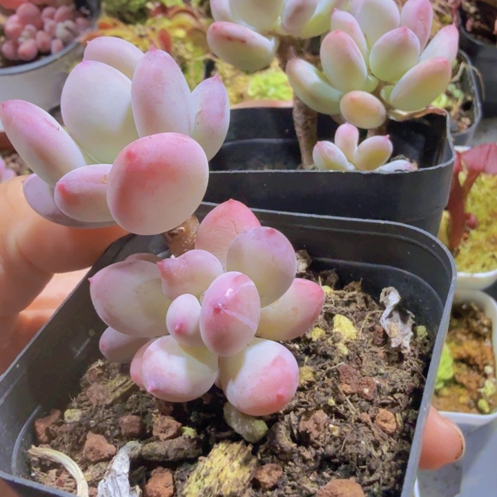 苹果奶酪两盆一组