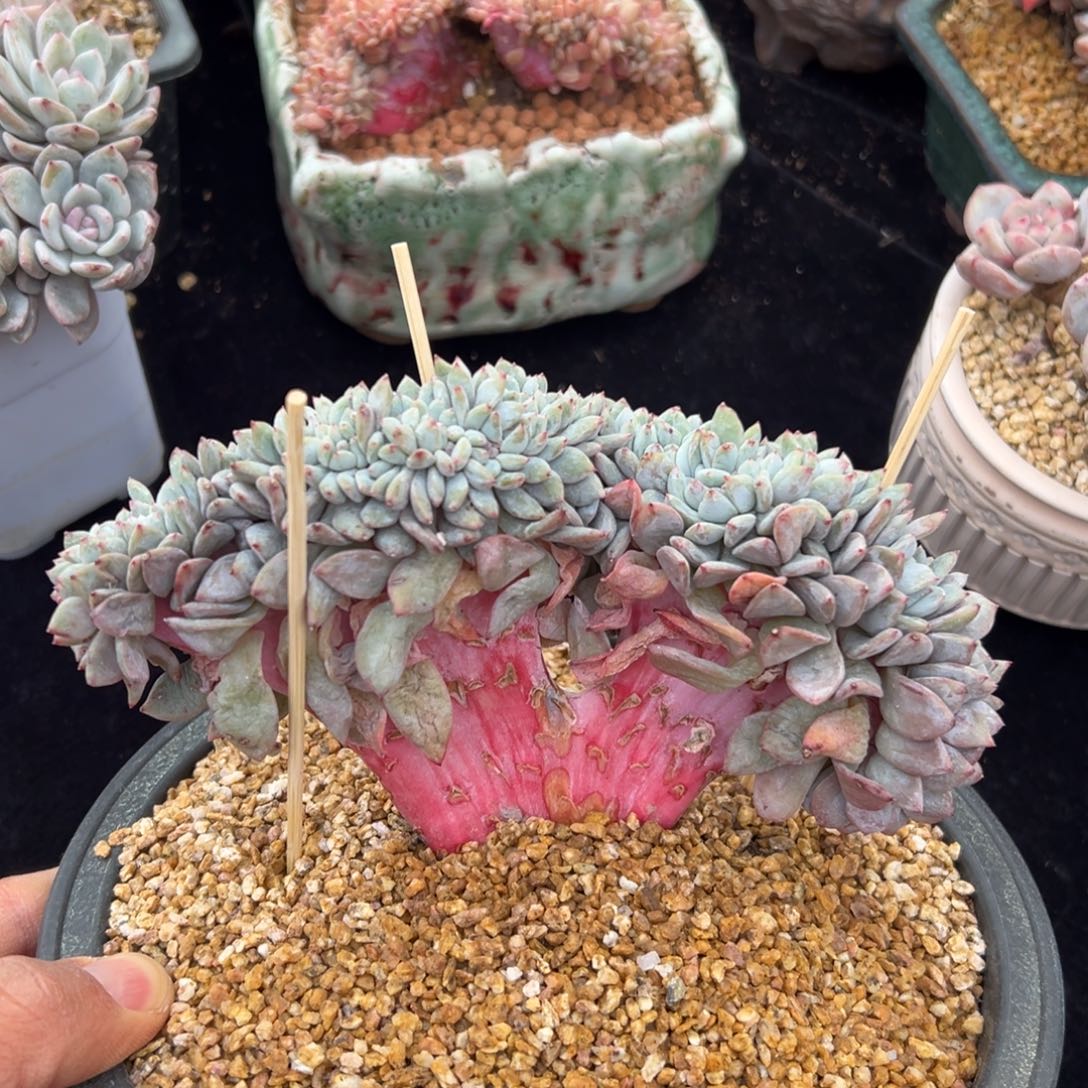 新年快乐 新年快乐