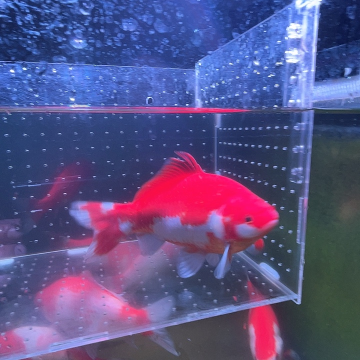 海水鱼品相自荐全场包邮