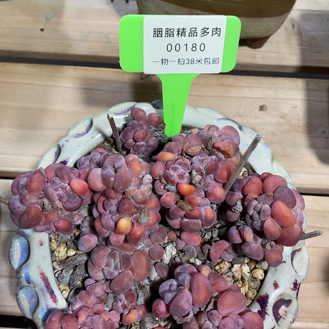 00180，咯组咯my吐魔芋