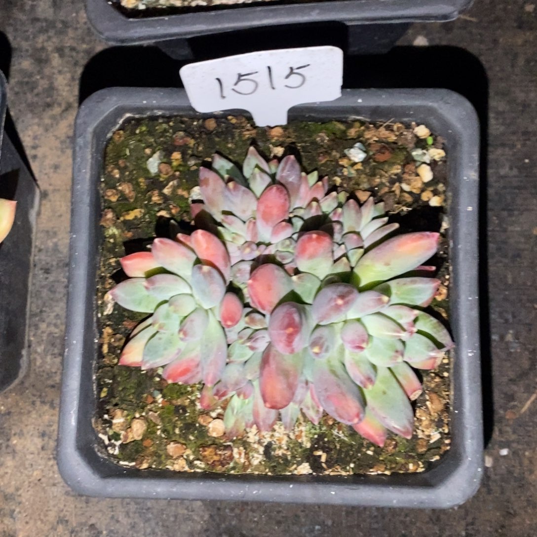 老阿姨花卉一物一拍1515