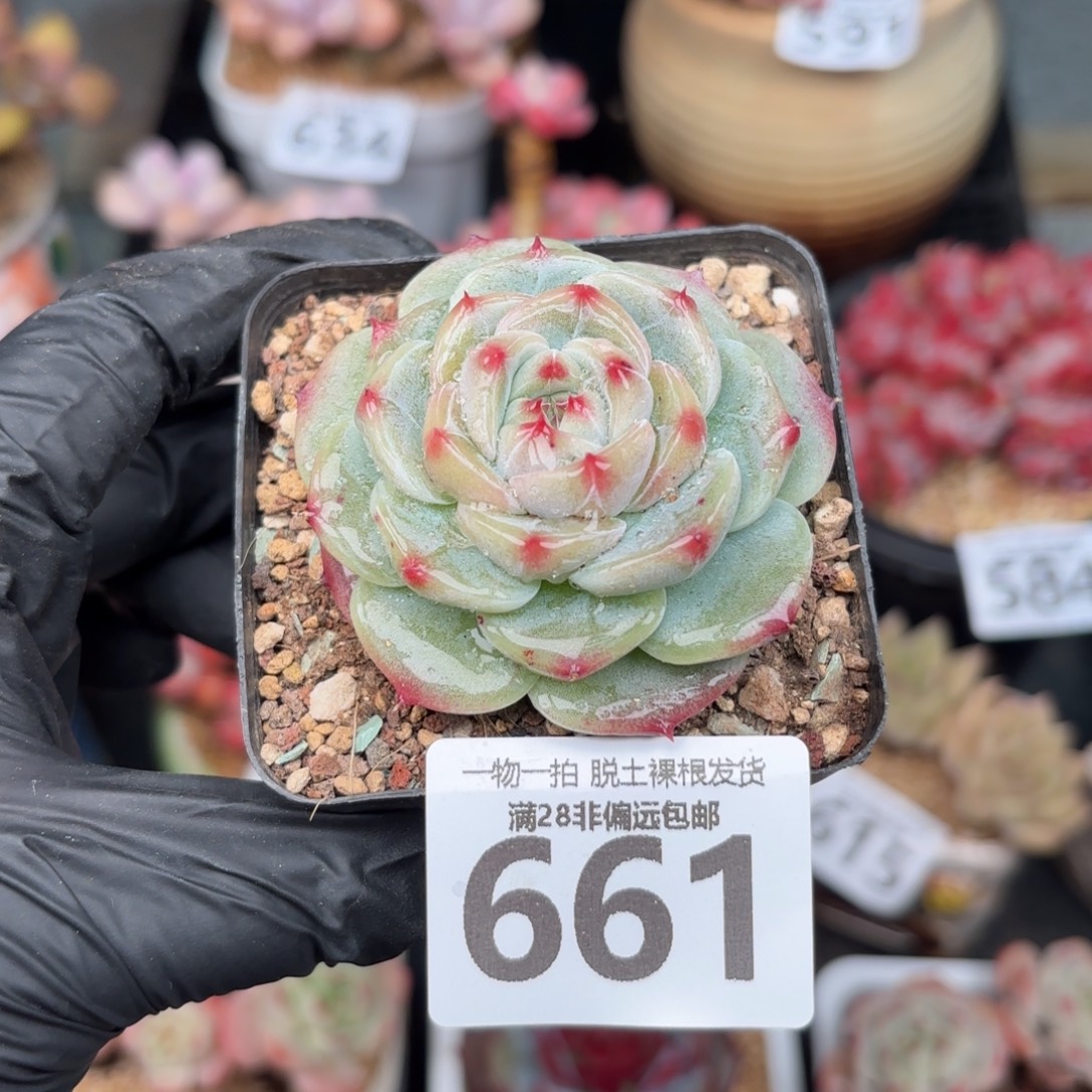 冰吉单头无盆土发货