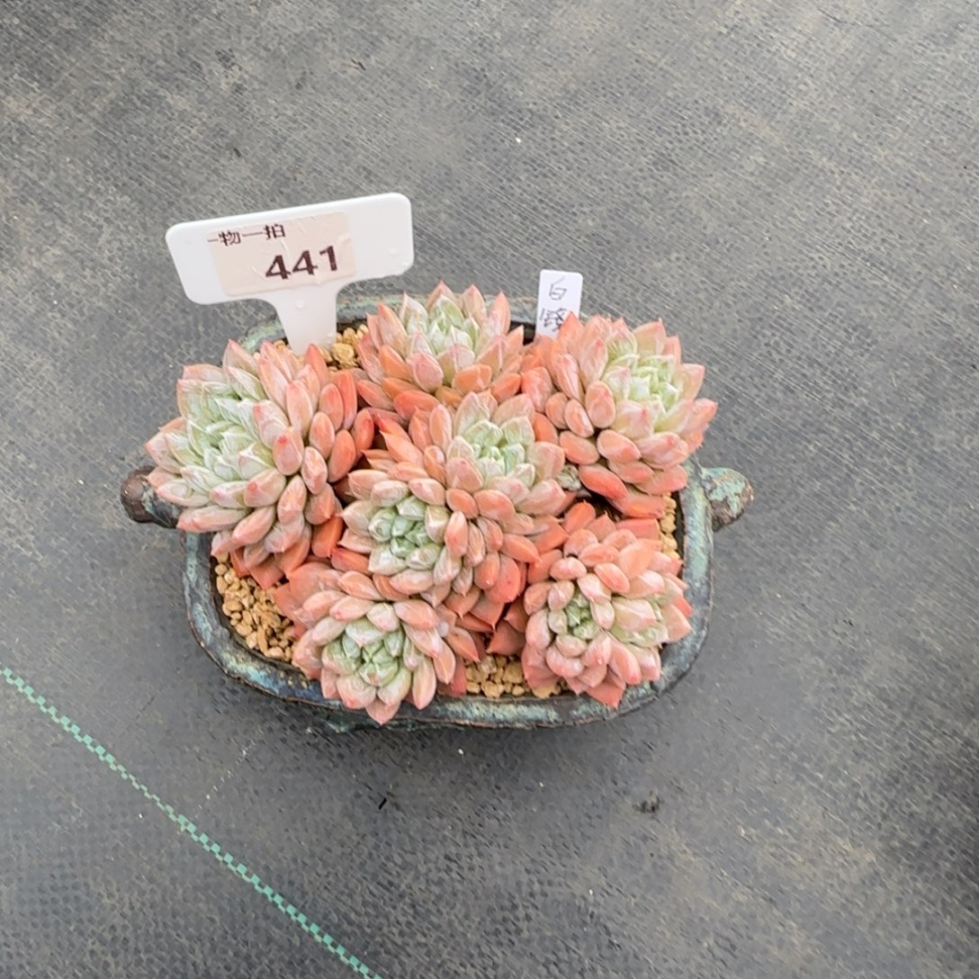 c***m解忧一物一拍441号白镜