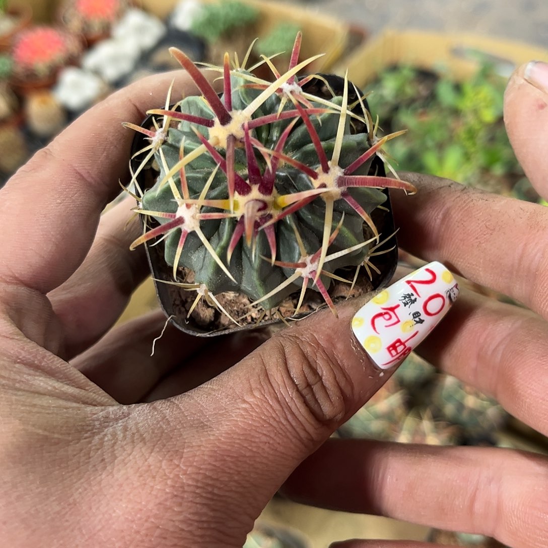 宽刺日出单头发货有根发货