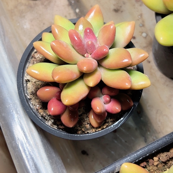 小鹿多肉一物一拍芒果奶