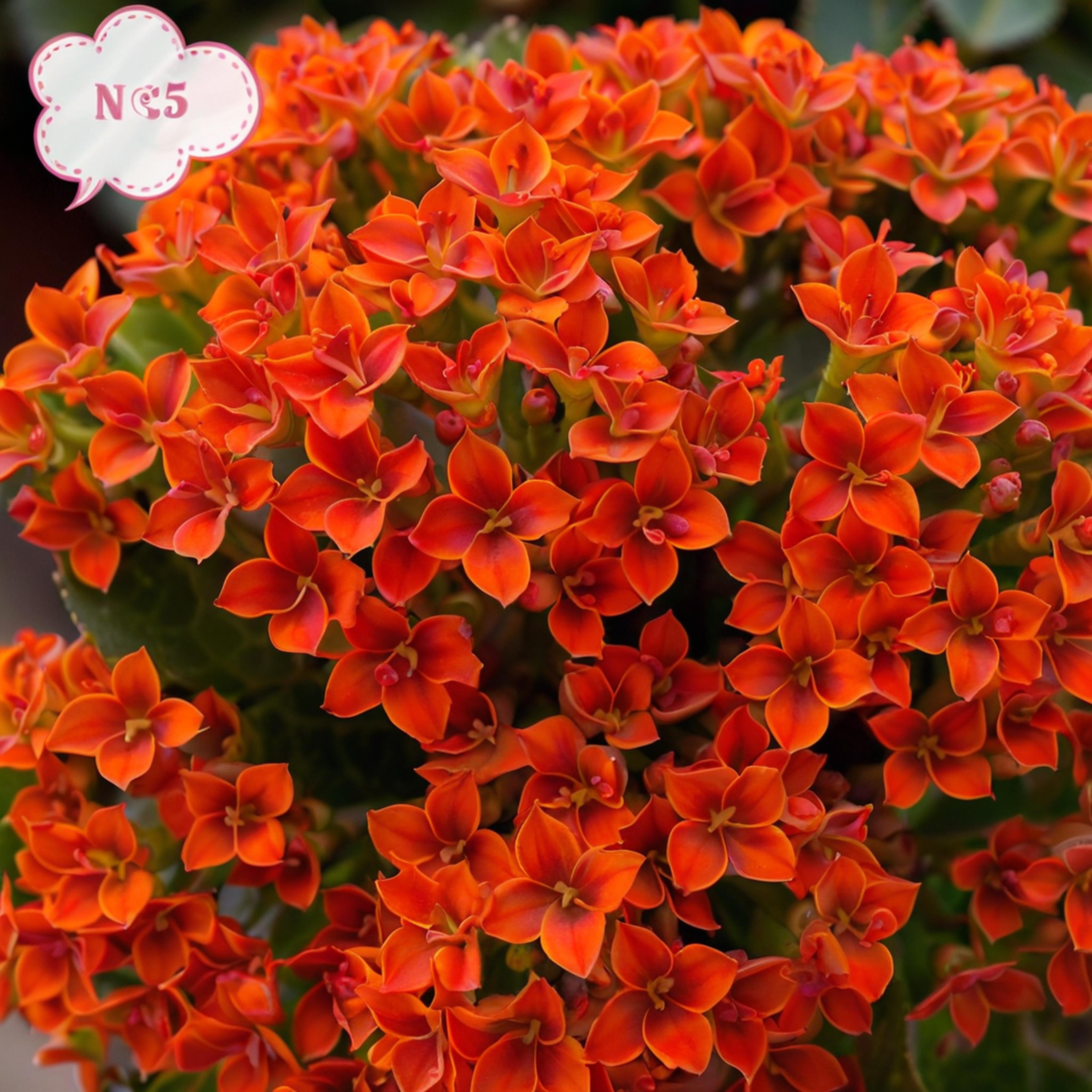 【比利】单瓣迪安橙长寿花原土原盆好养盆栽