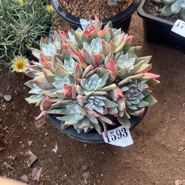 深***海593号泡芙杂拇指多肉