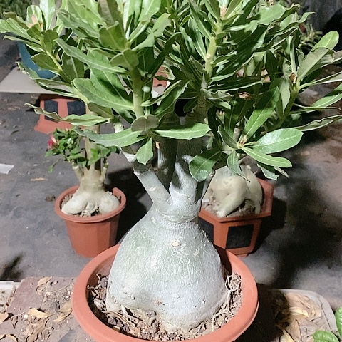 【闪购商品】无花朵水*