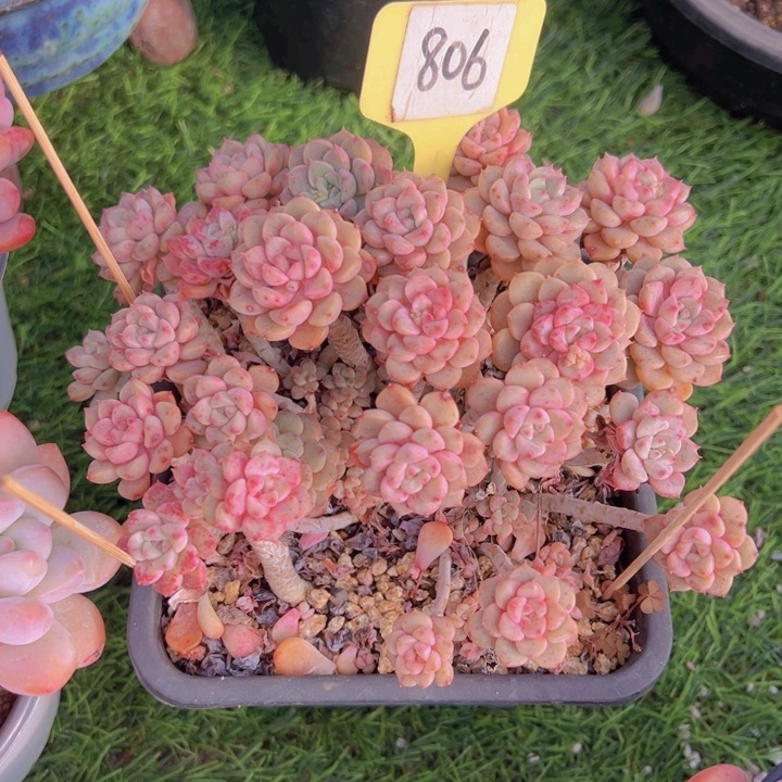 健健康康平平安安