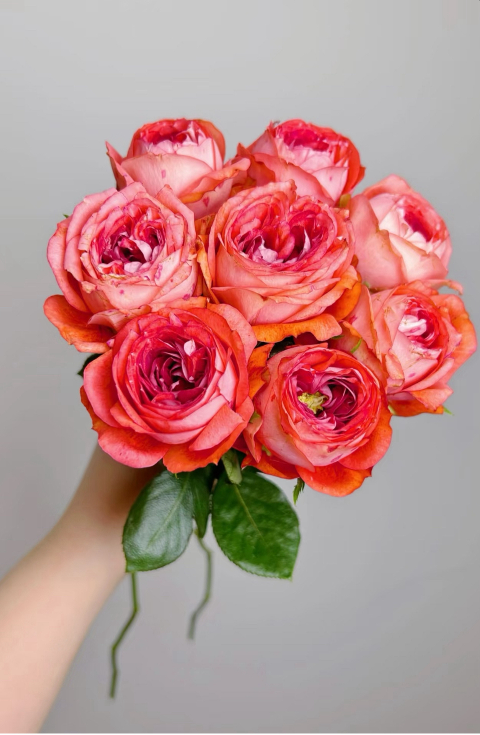 A级莎莎单头玫瑰