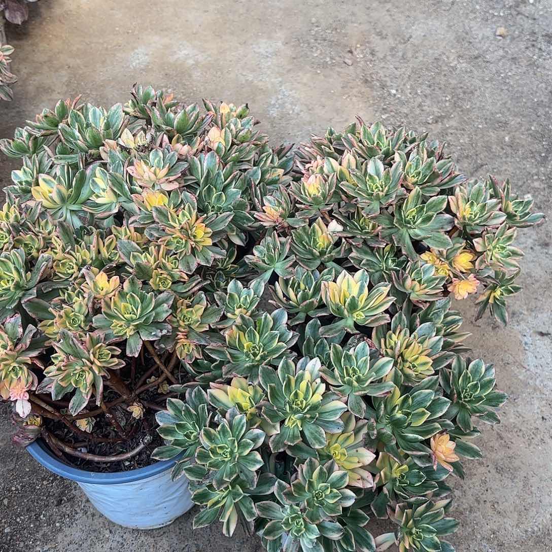 甜茶四颗多肉植物