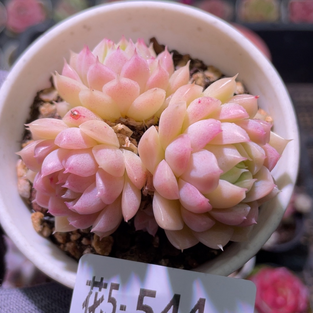 花利美5-544麦秆群