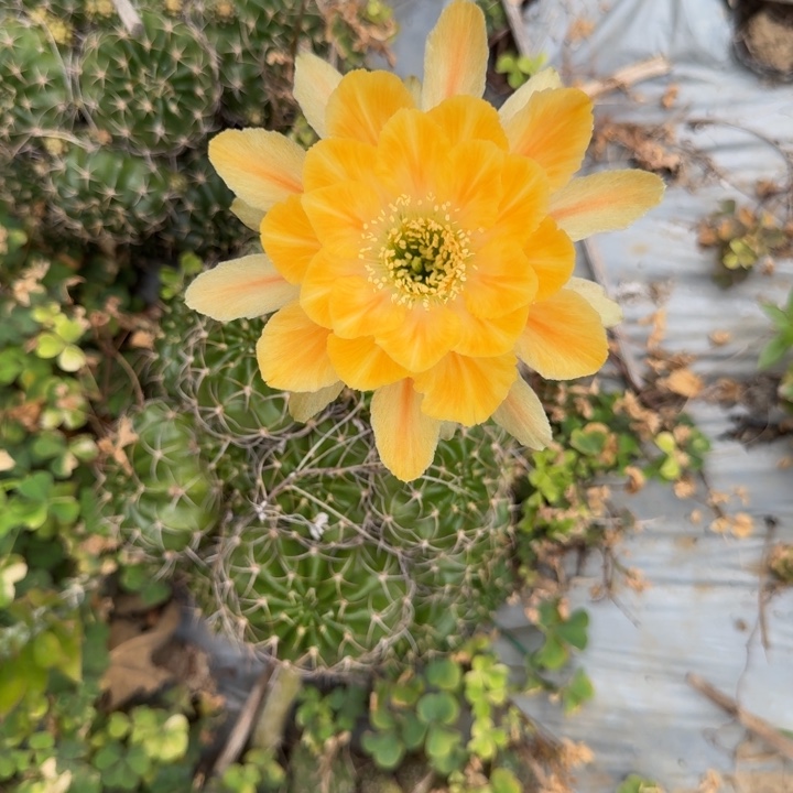 丽花仙人球侧芽一个559