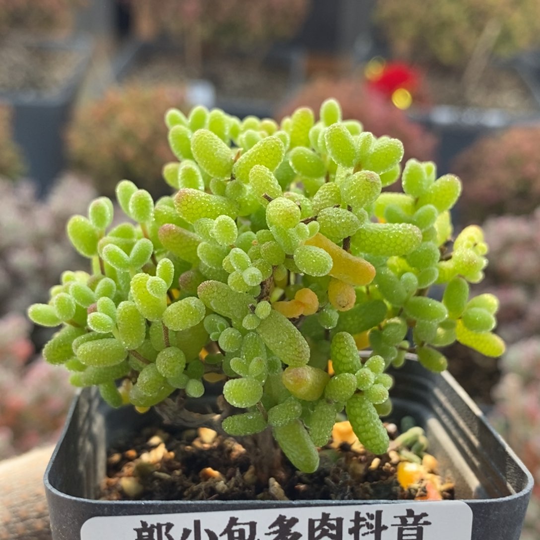 金橘糖球7190枝干番杏