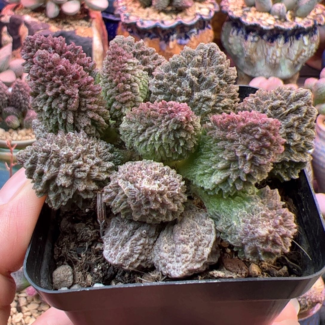 朱紫玉。                 